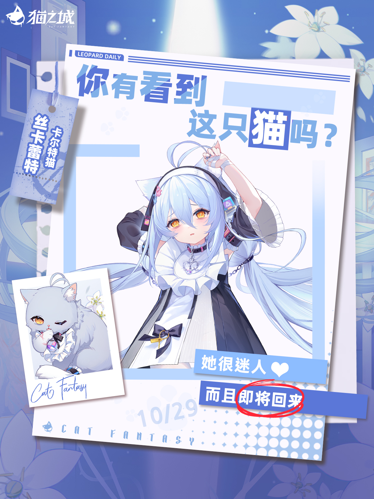 寻猫启事:你有看到卡尔特猫吗?